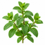 Menta