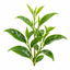 té verde