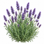 Lavanda